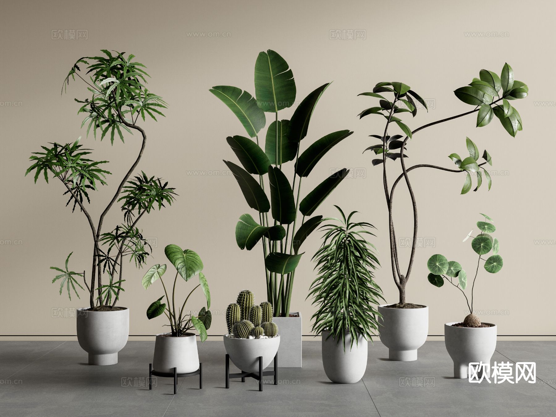 绿植盆栽 仙人掌 室内植物3d模型