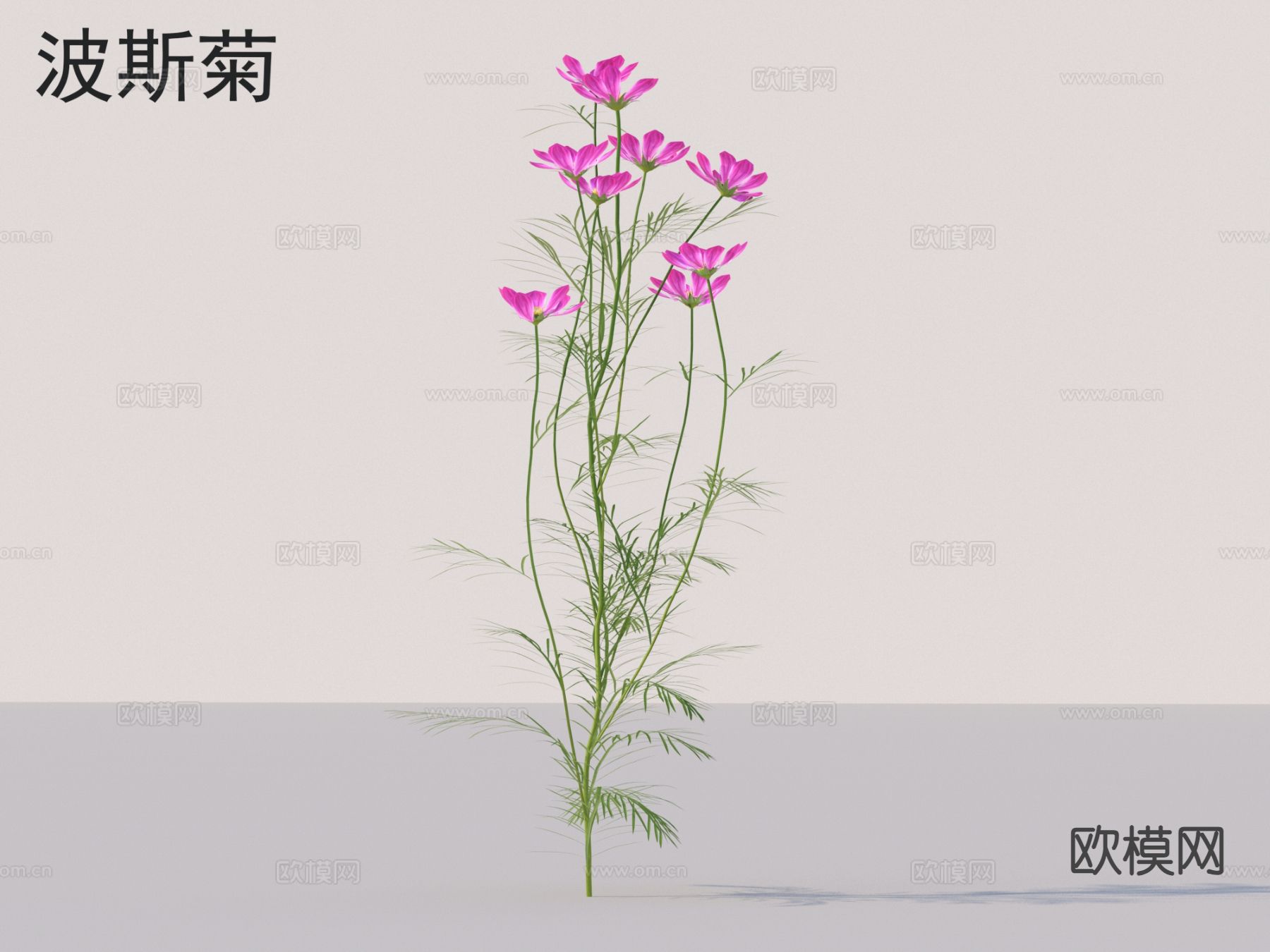 波斯菊 花草灌木 花3d模型