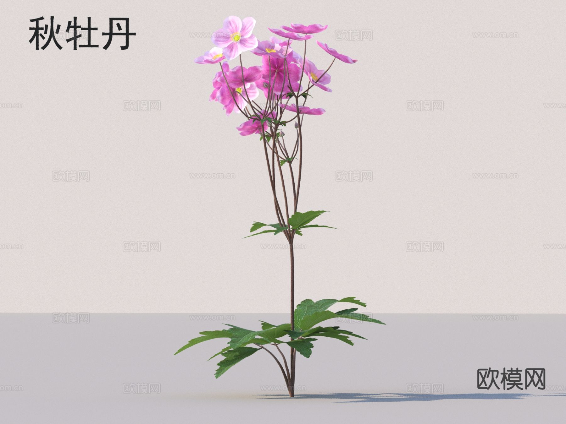 秋牡丹 花草灌木 花3d模型