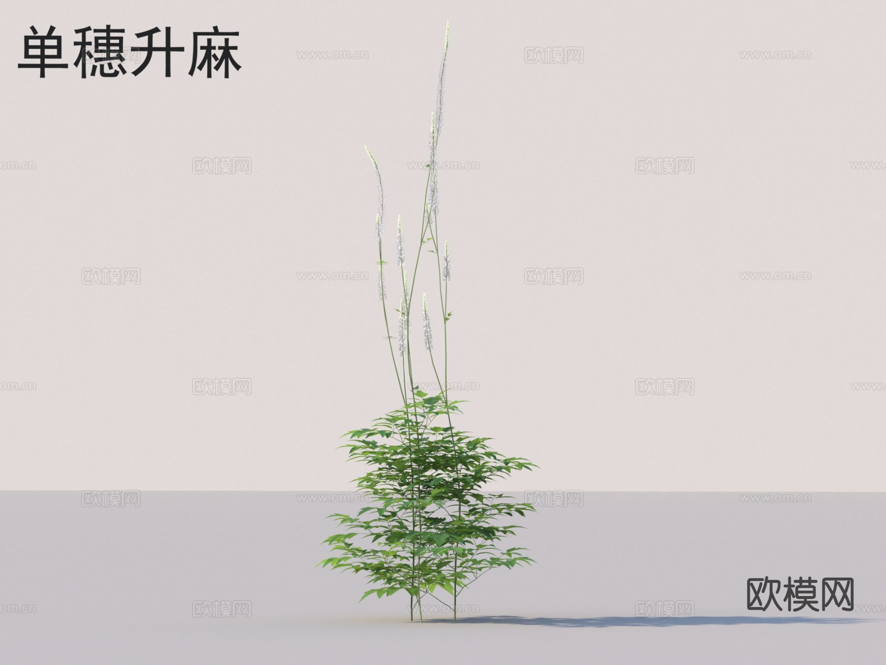 单穗升麻 花草灌木 草3d模型