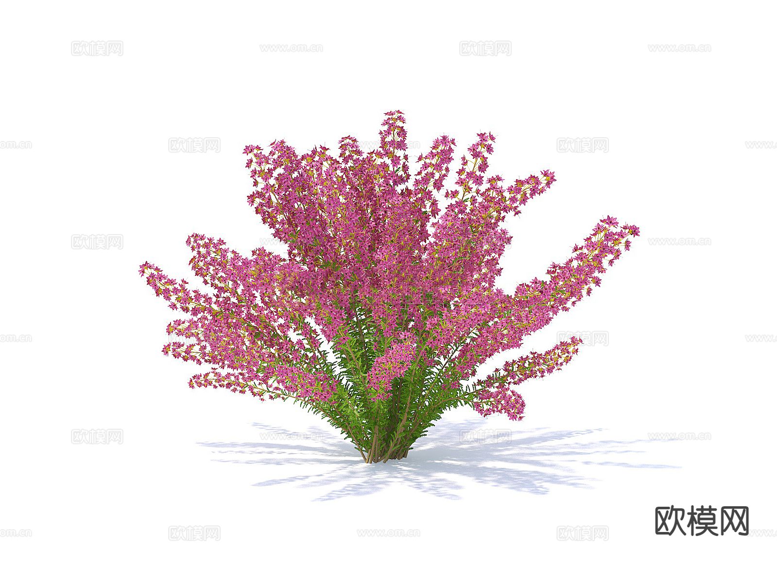 花卉 花草 花3d模型