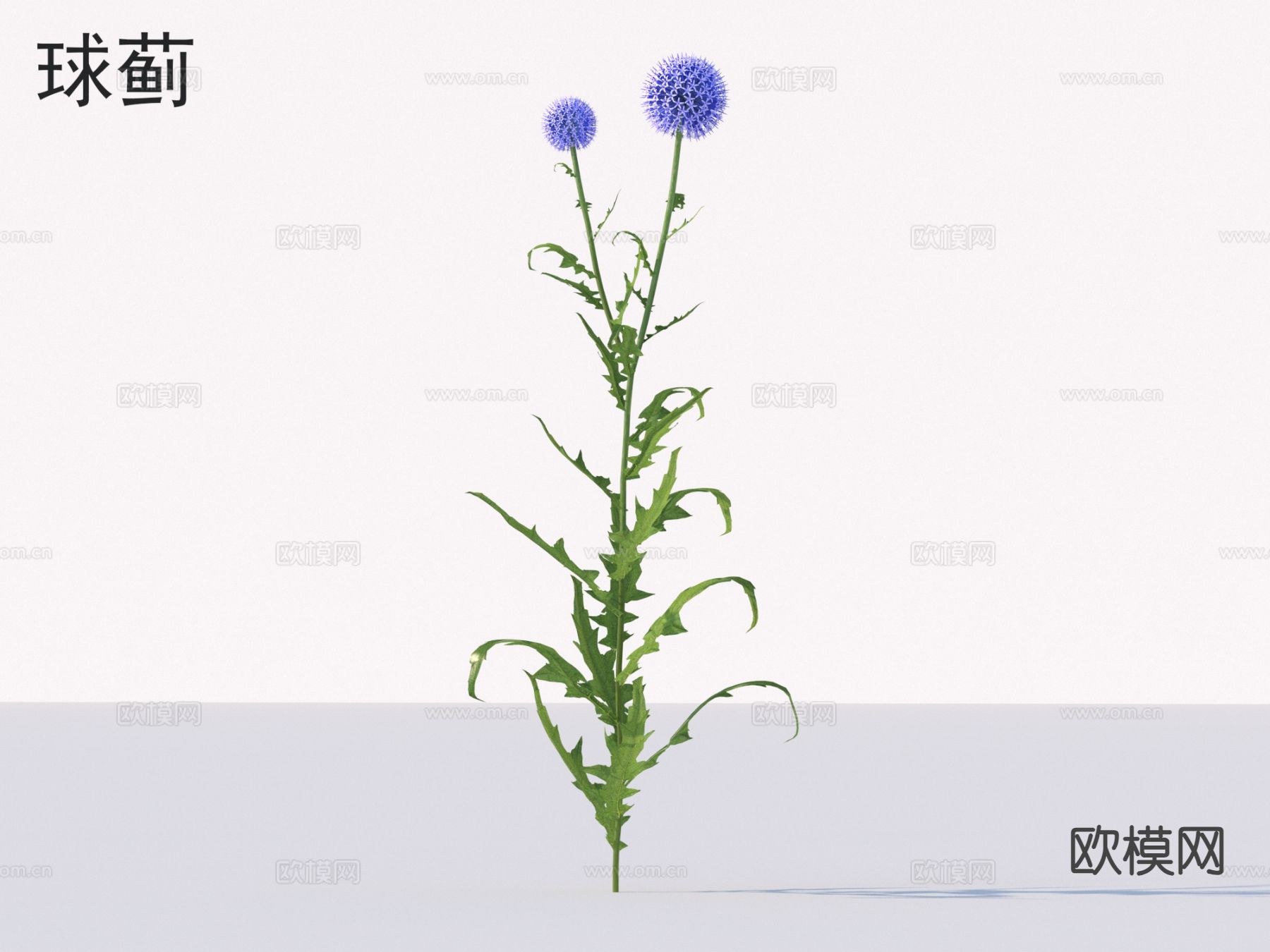 球蓟 花草灌木 花3d模型