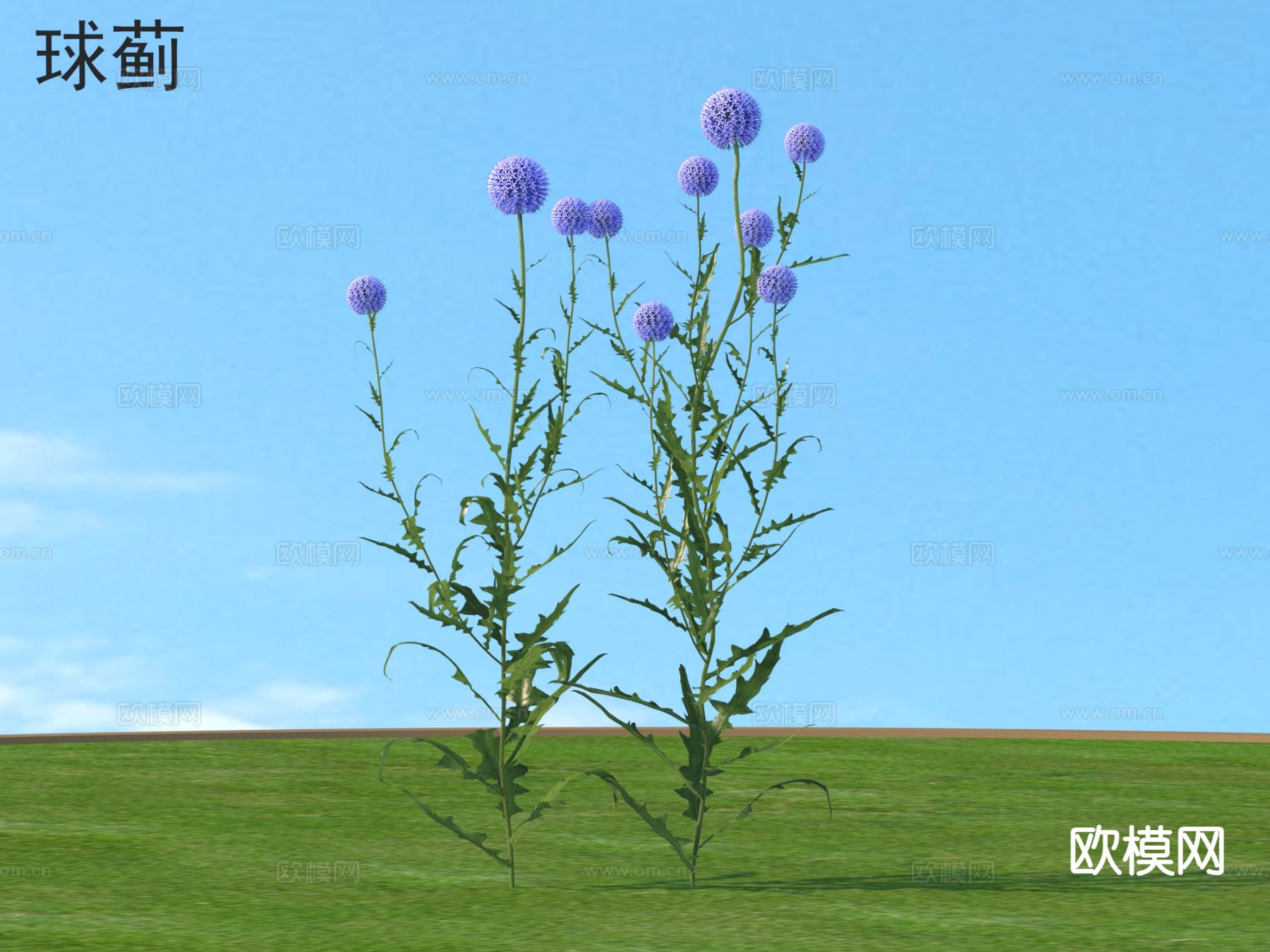 球蓟 花草灌木 花3d模型