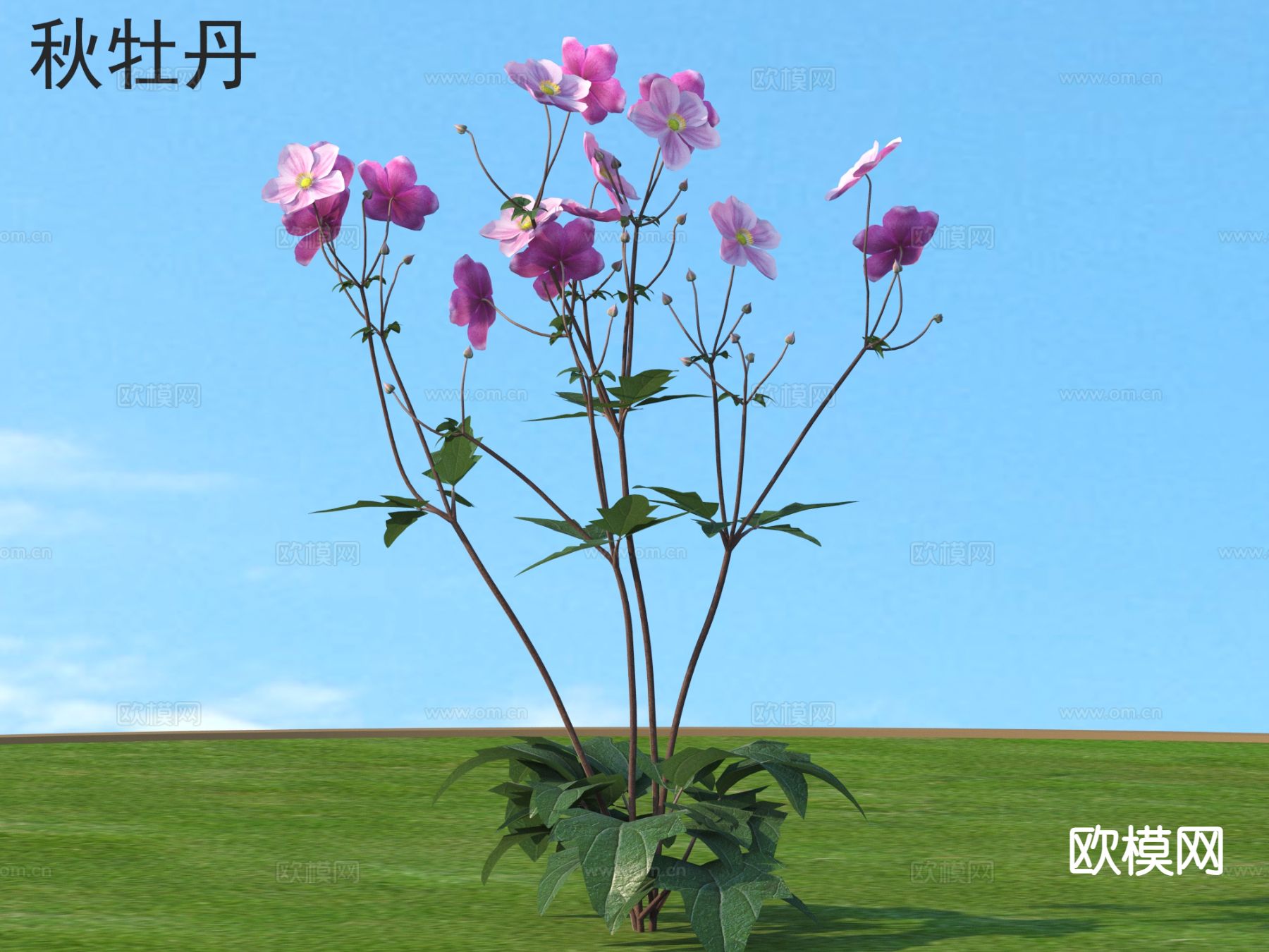 秋牡丹 花草 花3d模型