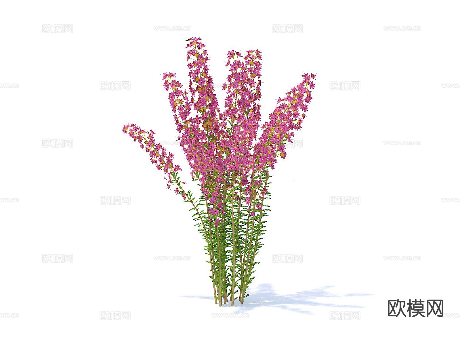 花卉 花草 花3d模型