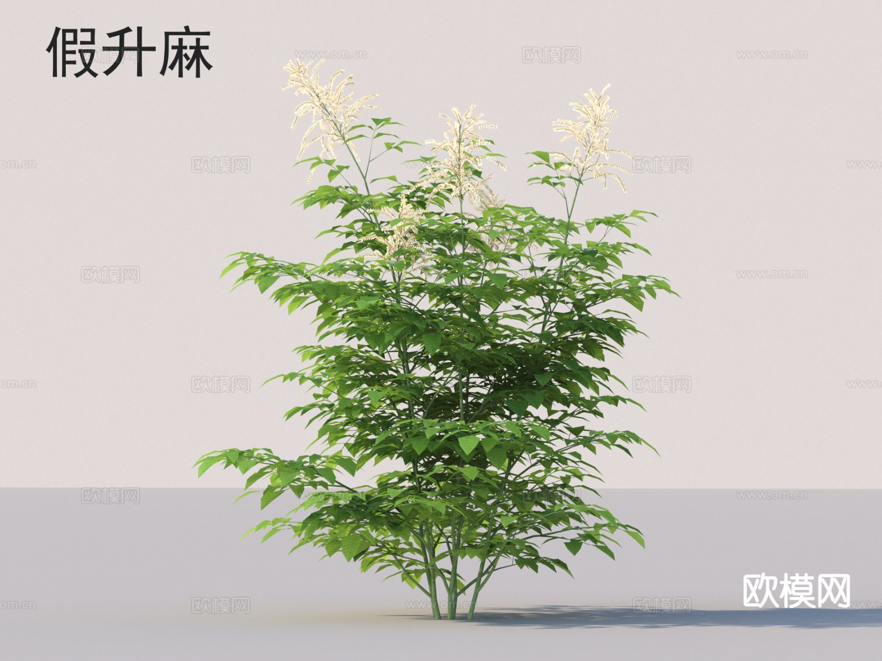 假升麻 花草灌木 草3d模型