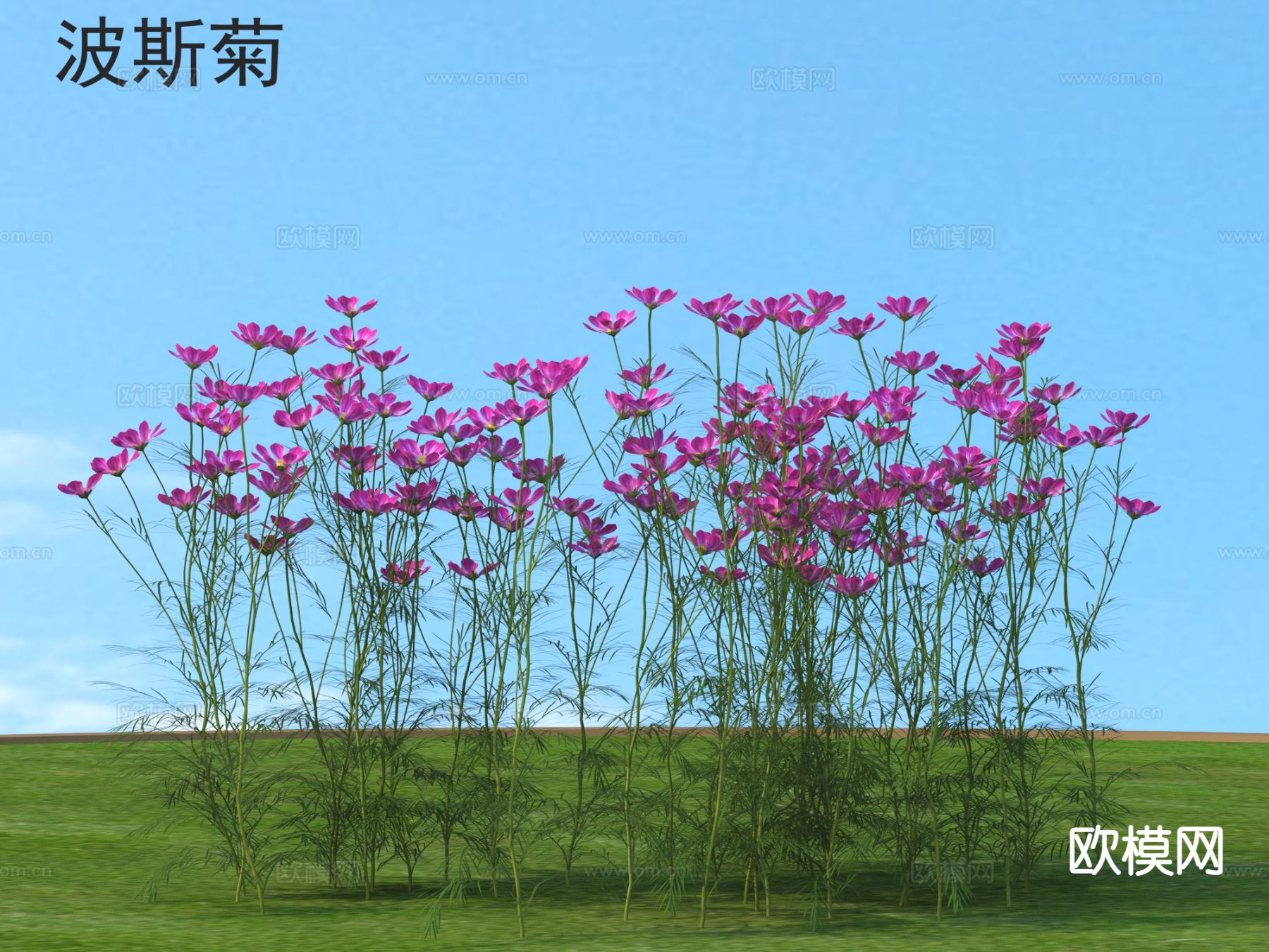 波斯菊 花草灌木 花3d模型