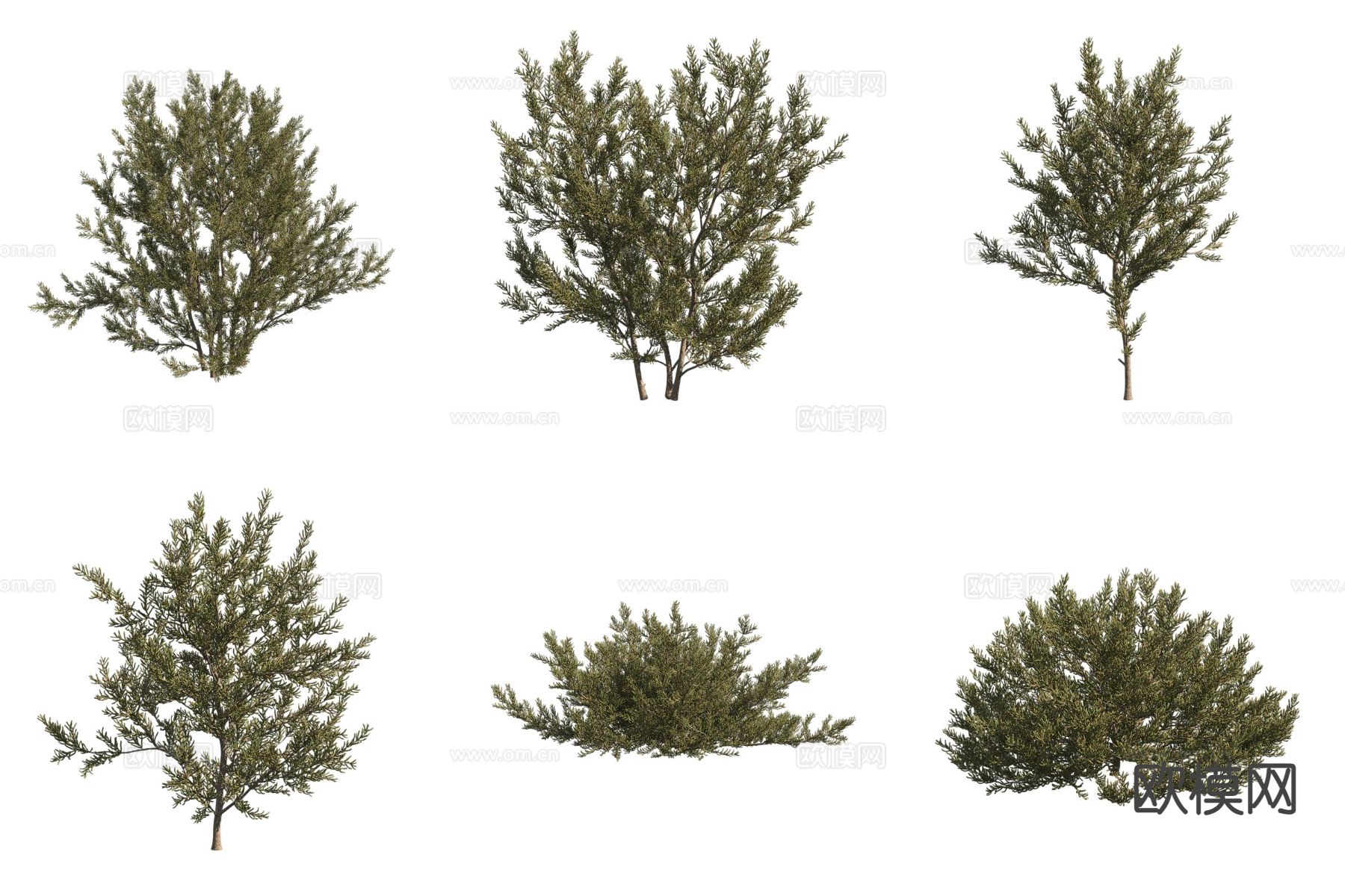 沙漠植物 盐穗木 灌木3d模型下载