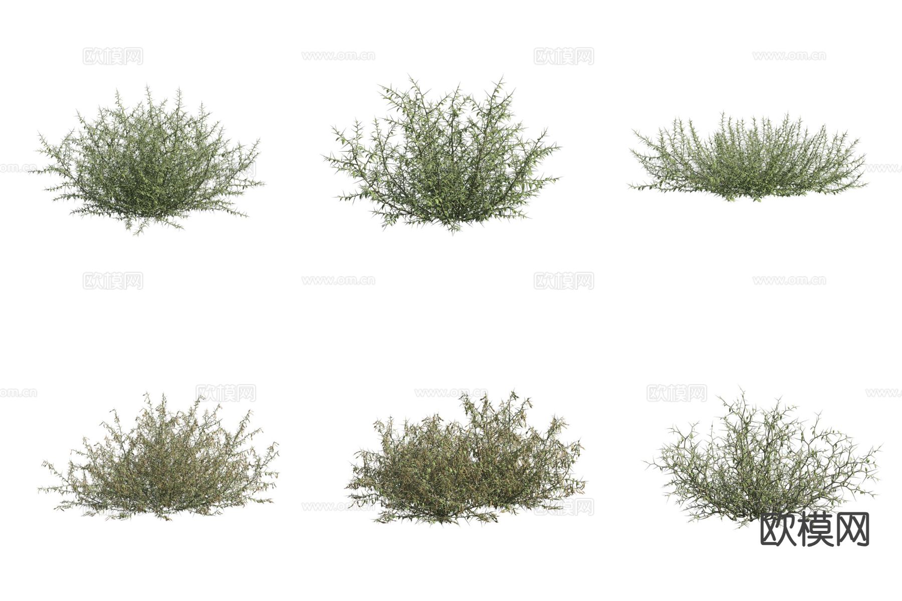 疏叶骆驼刺 沙漠植物 灌木3d模型