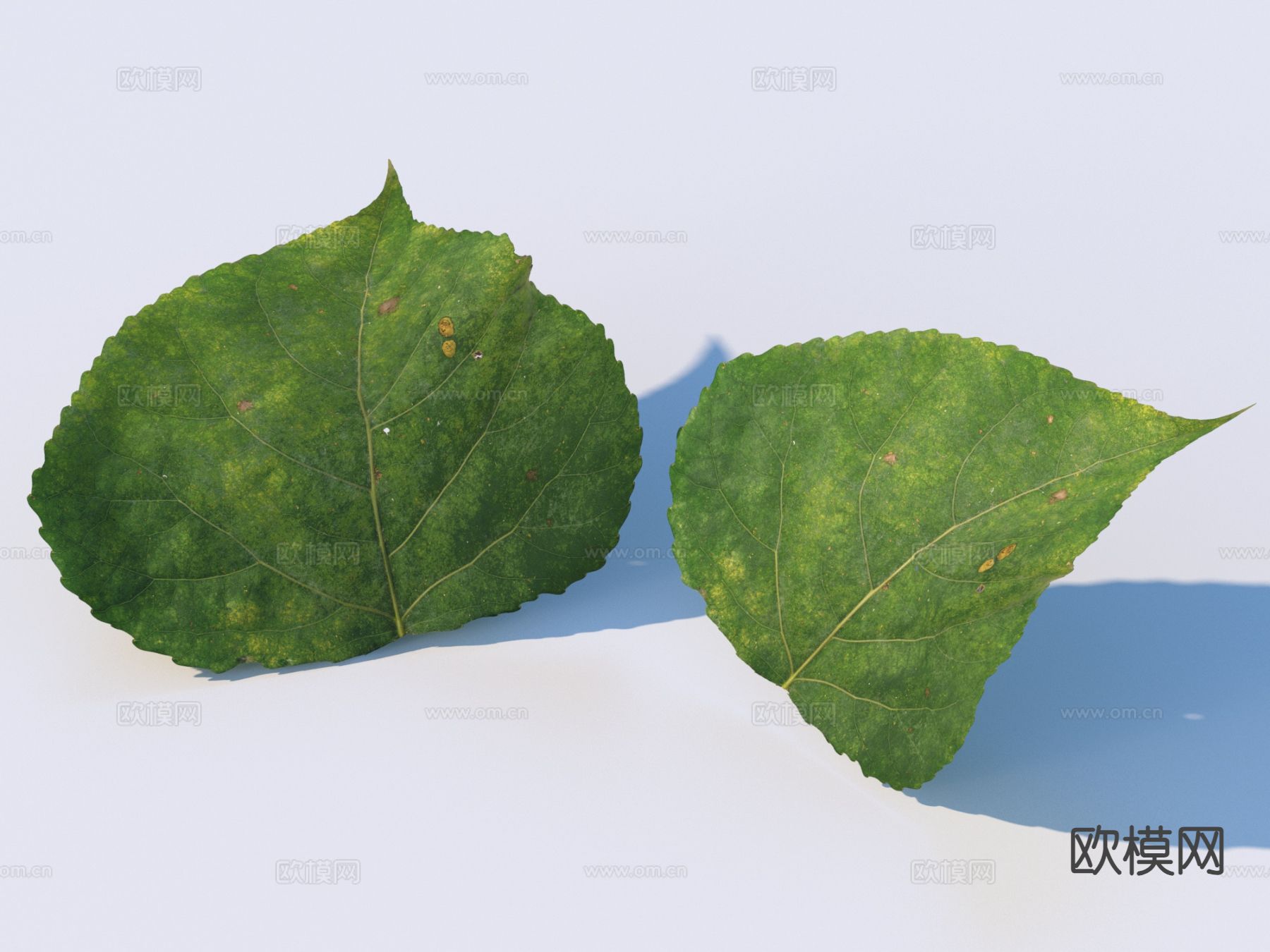 蔬菜 菜叶 树叶 食物3d模型下载