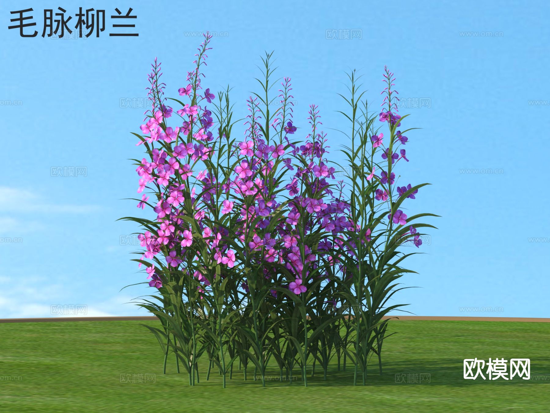 毛脉柳兰 花草灌木 植物类3d模型