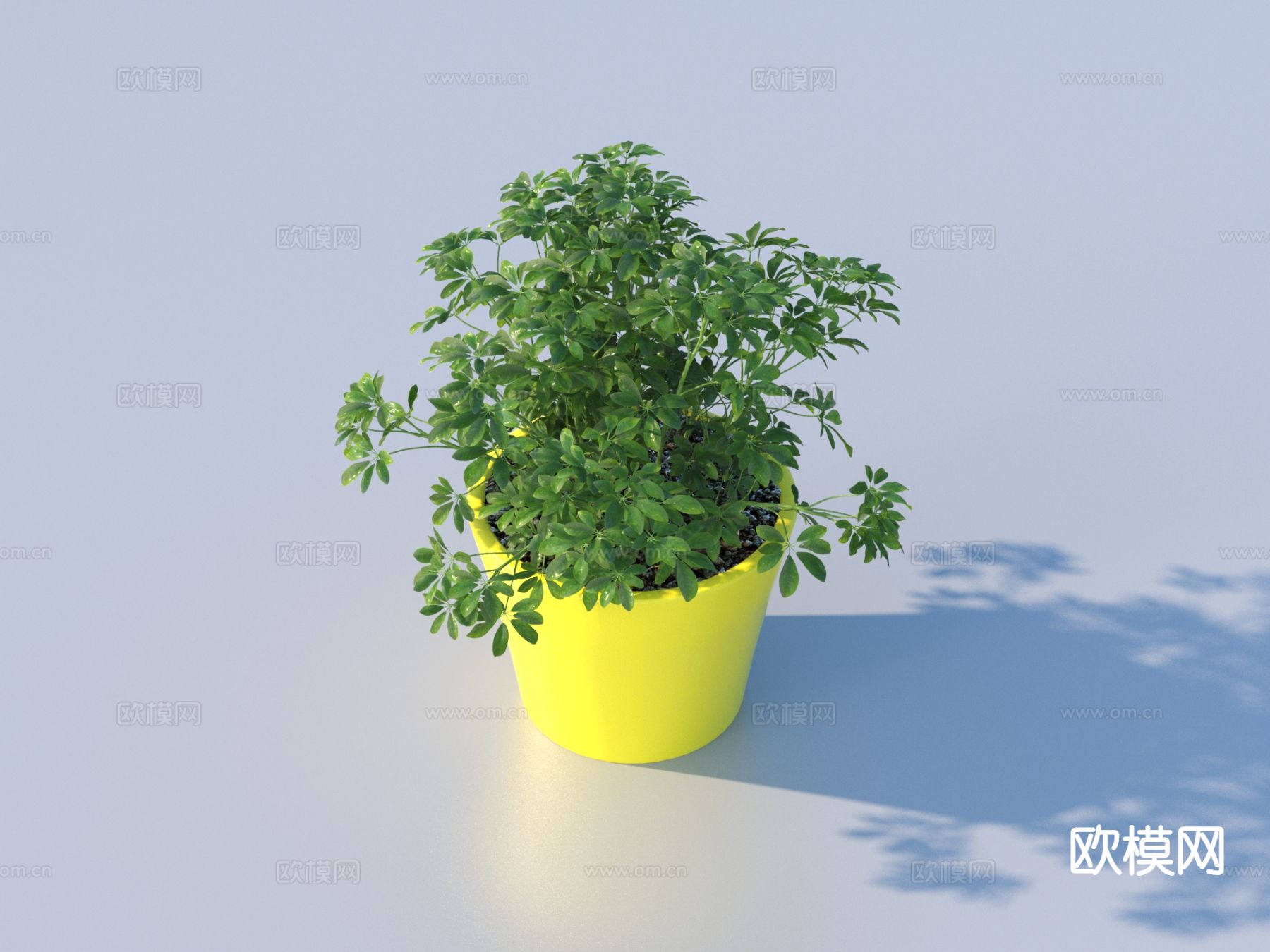 盆栽 绿植 植物 桌面盆栽3d模型