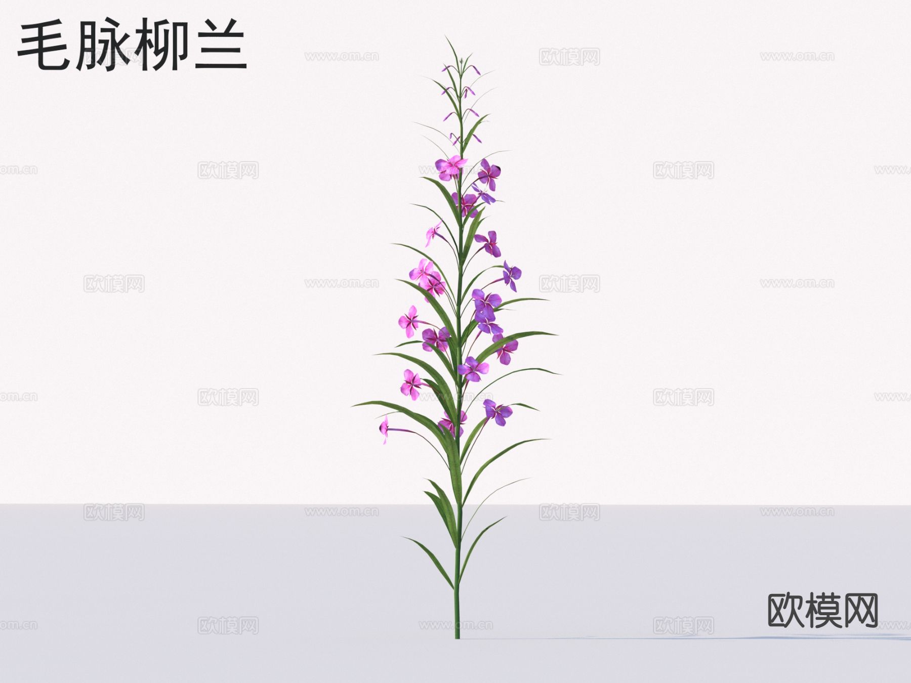 毛脉柳兰 花草灌木 植物类3d模型