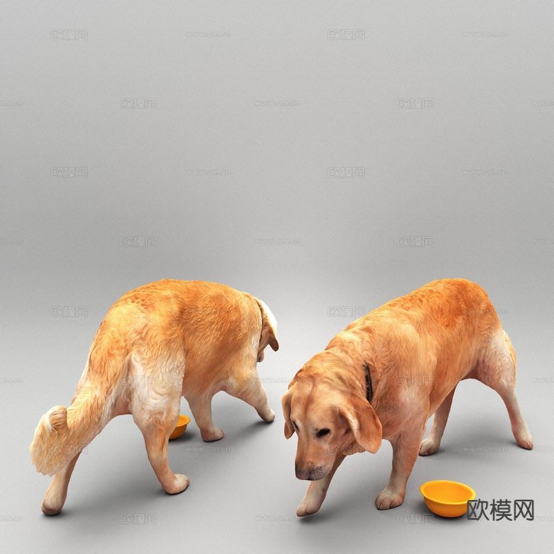 金毛犬 金毛 金毛寻回犬 宠物狗3d模型