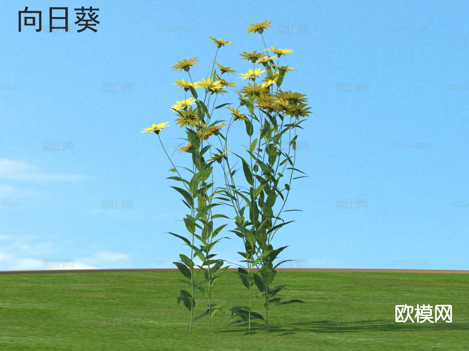 向日葵 花草灌木 植物3d模型