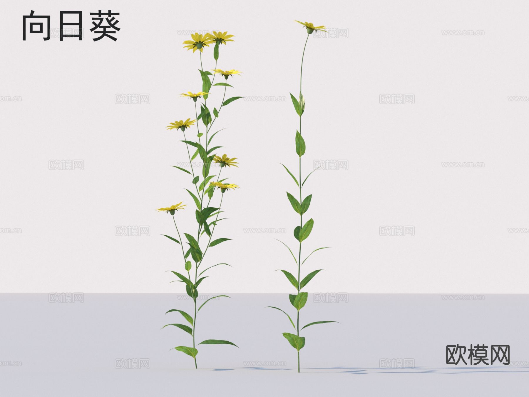 向日葵 花草灌木 植物3d模型