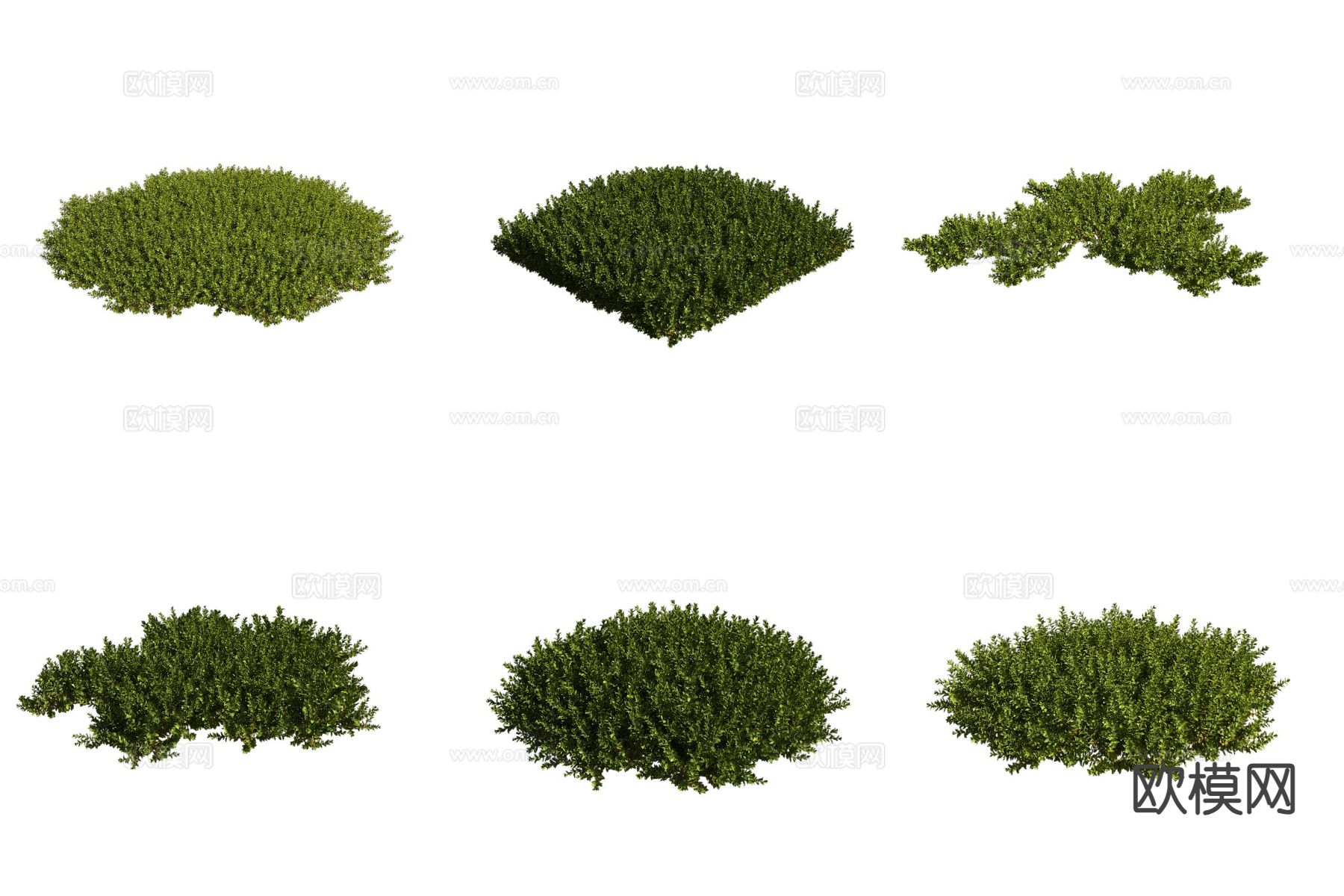 苔藓植物 草3d模型下载