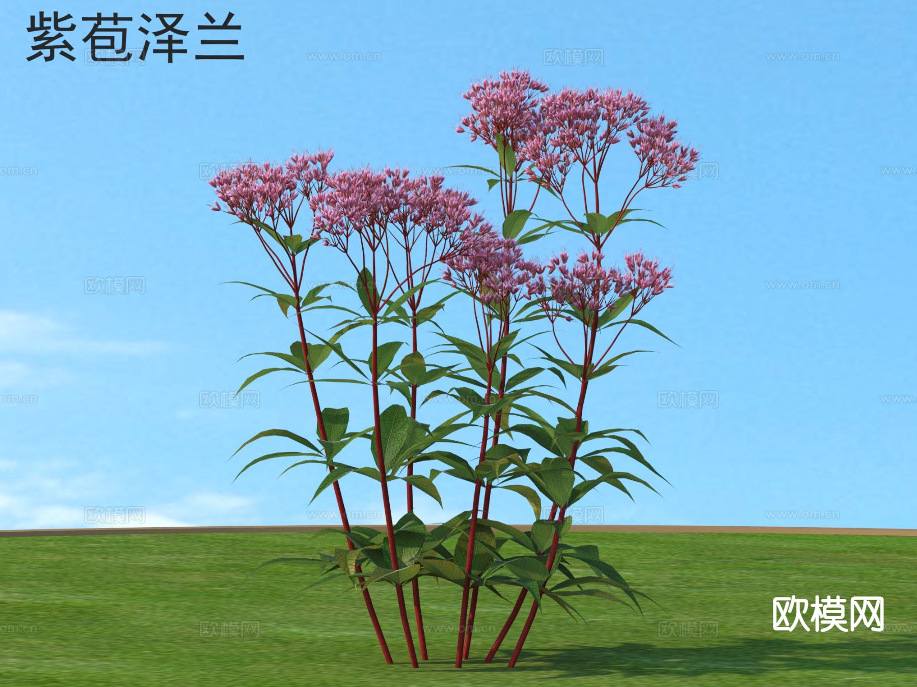 紫苞泽兰 花草灌木 植物类3d模型