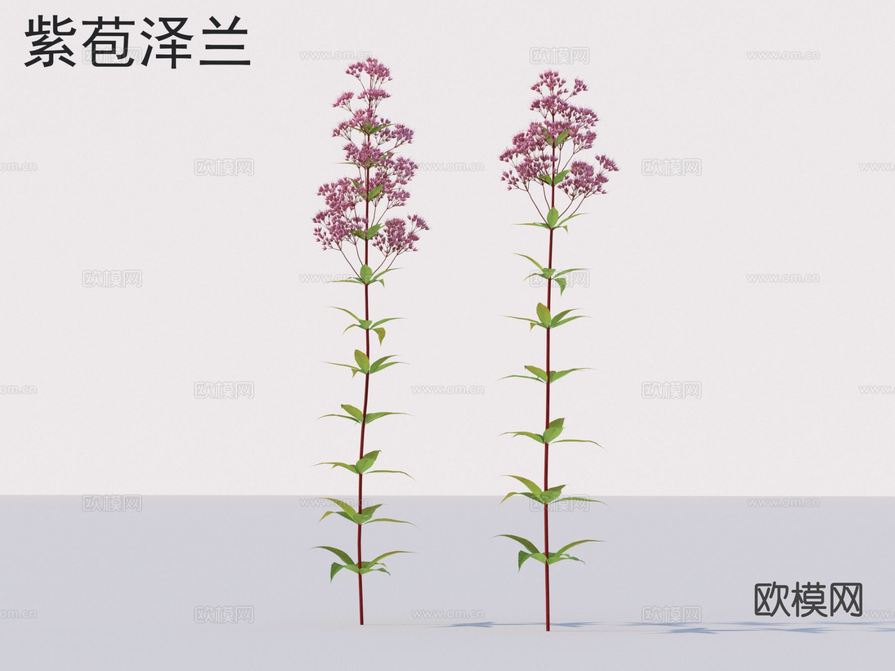 紫苞泽兰 花草灌木 植物类3d模型