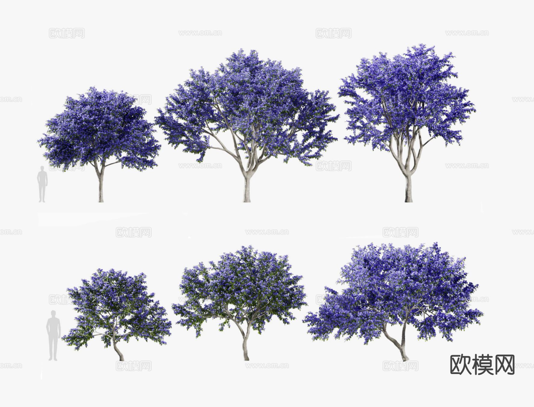 加州丁香树 景观树 开花树 行道树3d模型