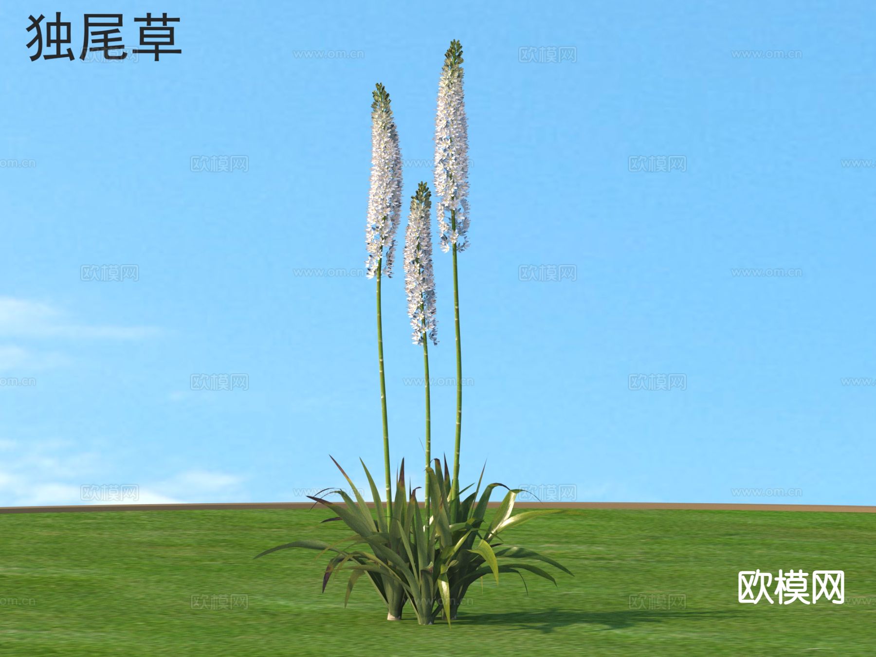 独尾草 花草灌木 植物类3d模型