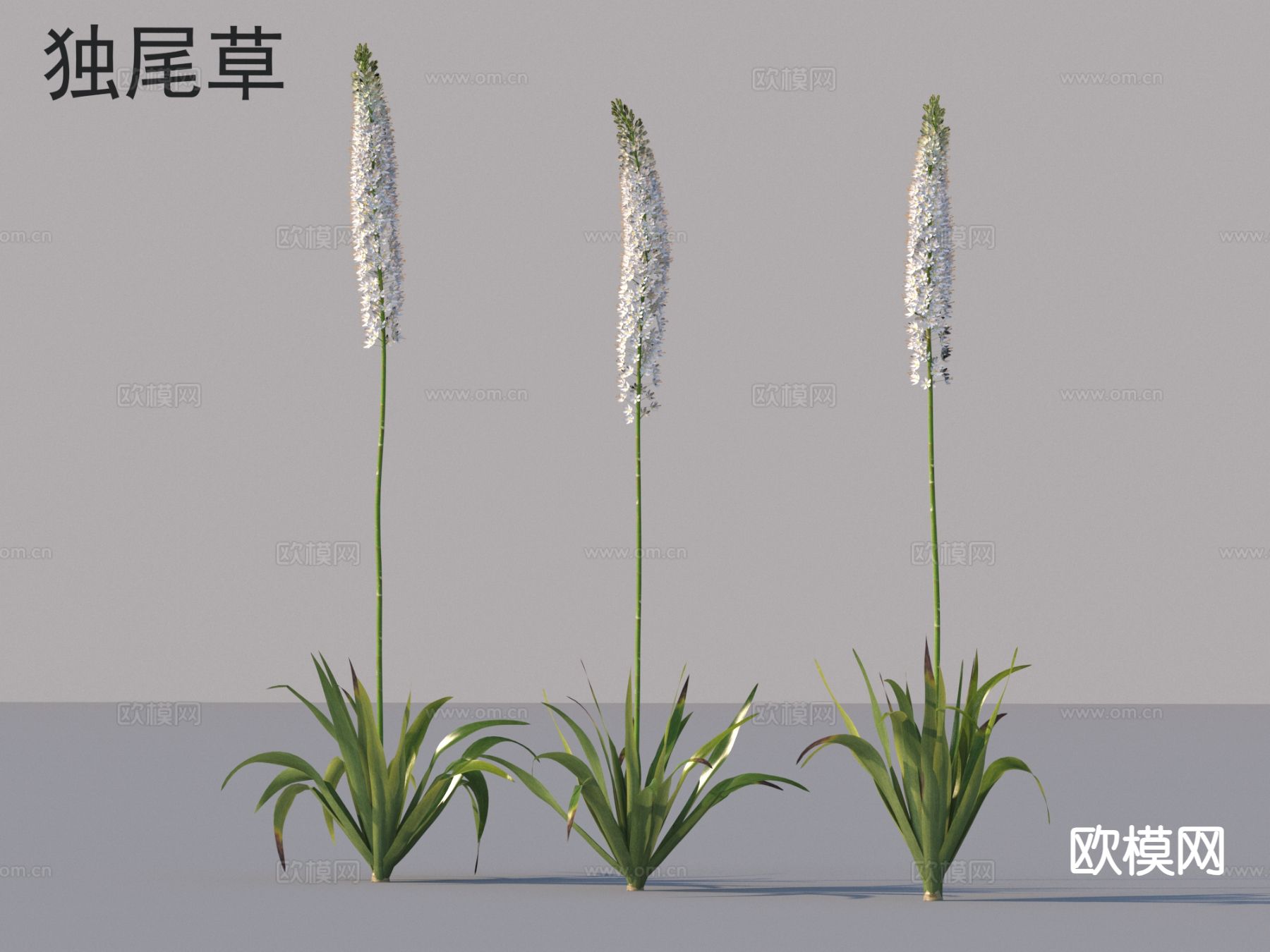 独尾草 花草灌木 植物类3d模型