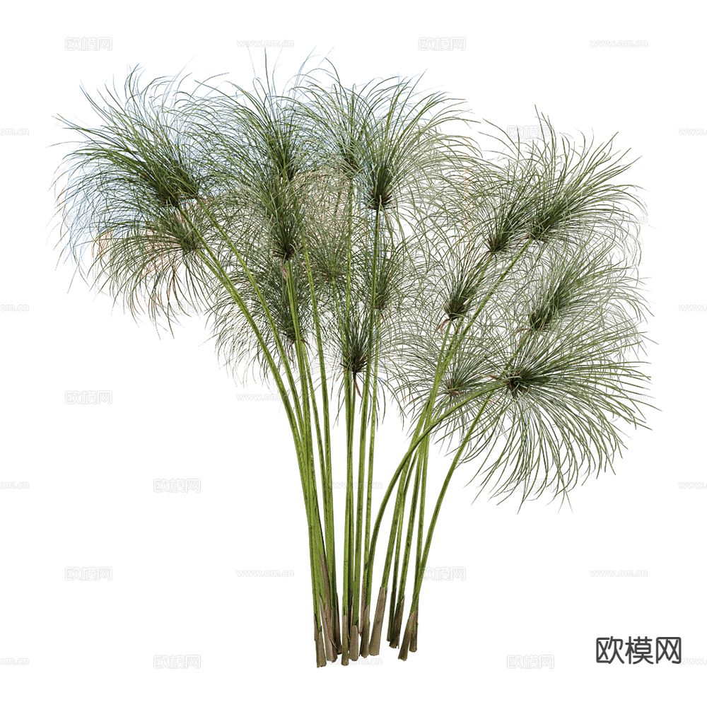 现代观赏花草 植物 绿植3d模型