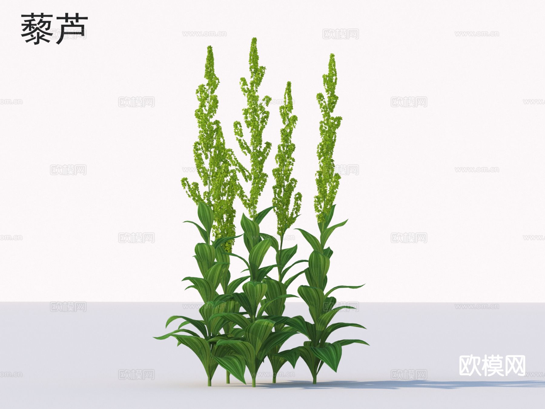 藜芦 花草灌木 植物类3d模型