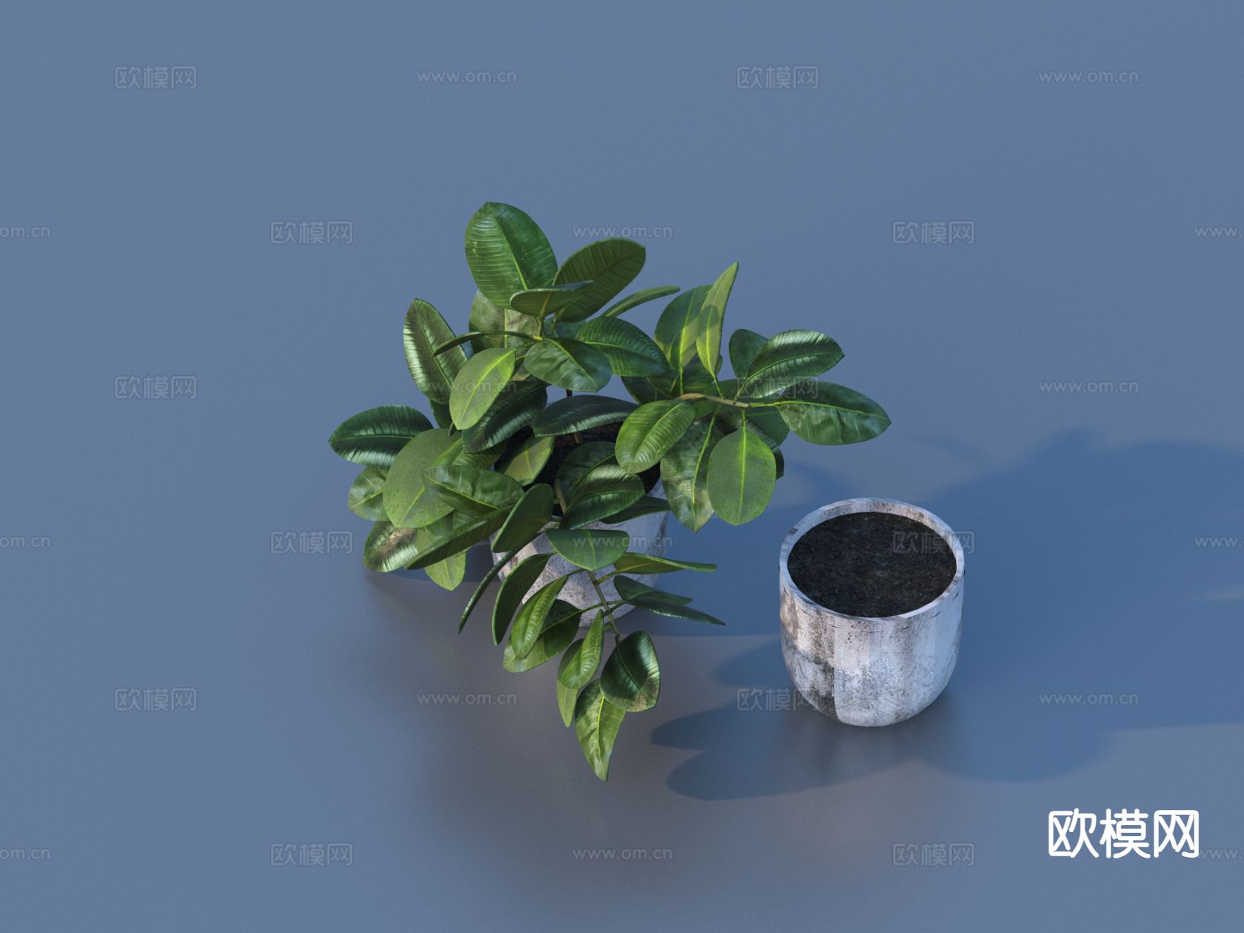 花盆 盆栽 绿植 植物3d模型