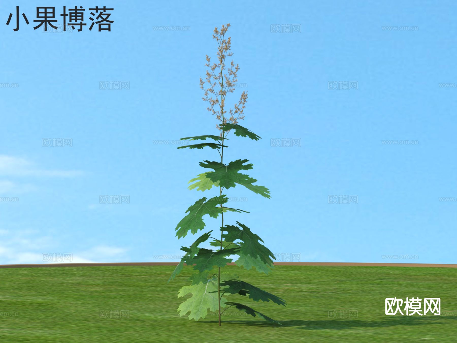 小果博落 花草灌木 植物类3d模型