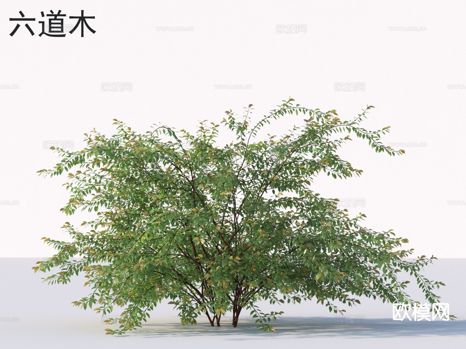 六道木 花草灌木 植物3d模型