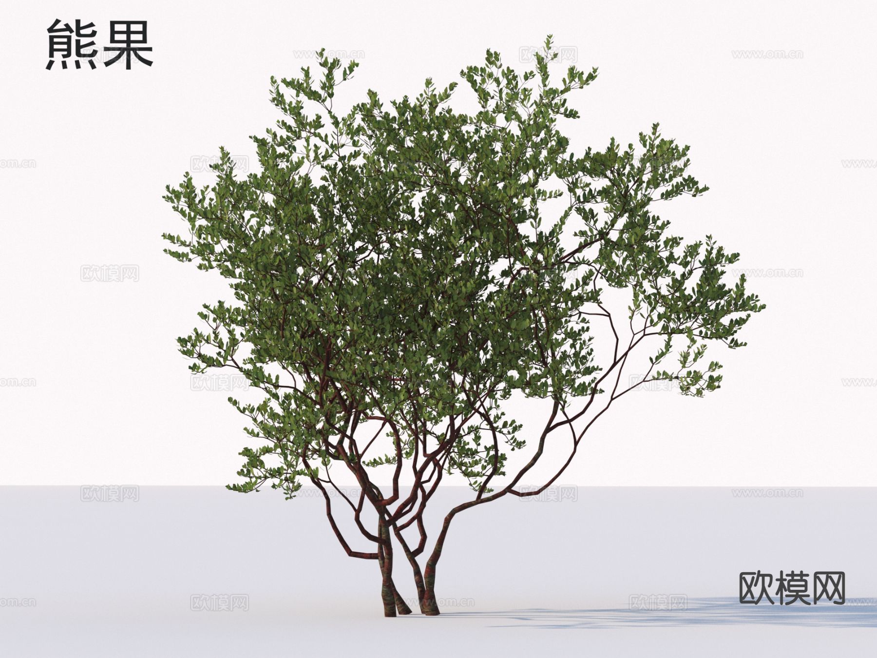 熊果 花草灌木 植物3d模型