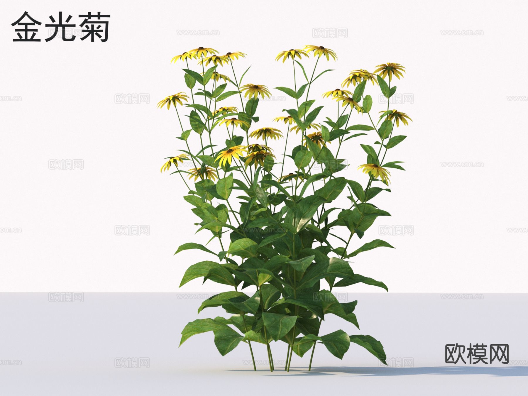 金光菊 花草灌木 植物类3d模型