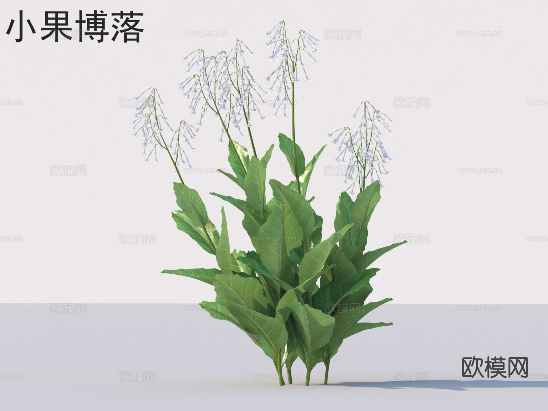 小果博落 花草灌木 植物类3d模型