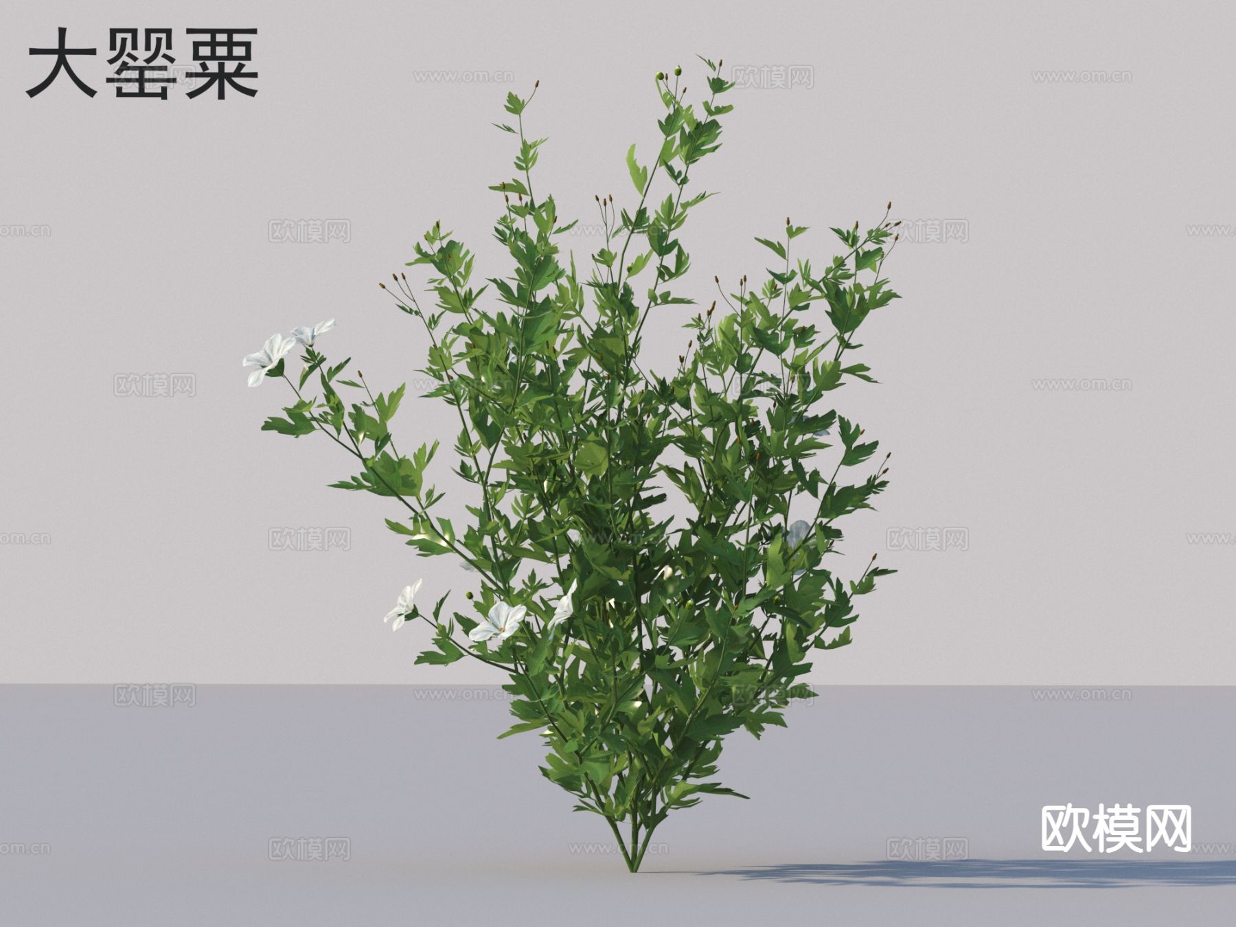 花草灌木 植物类3d模型