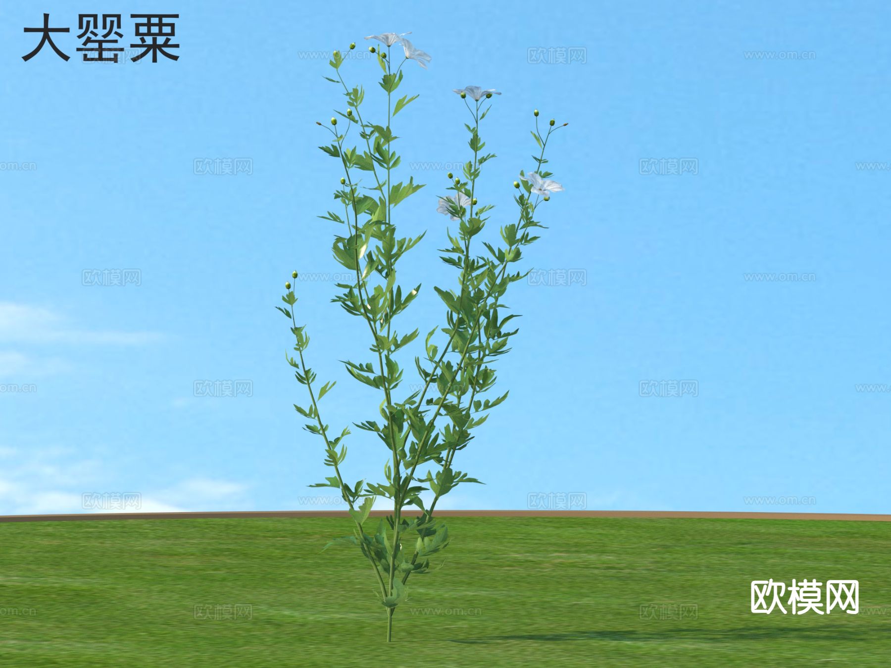 大罂粟 花草灌木 植物类3d模型