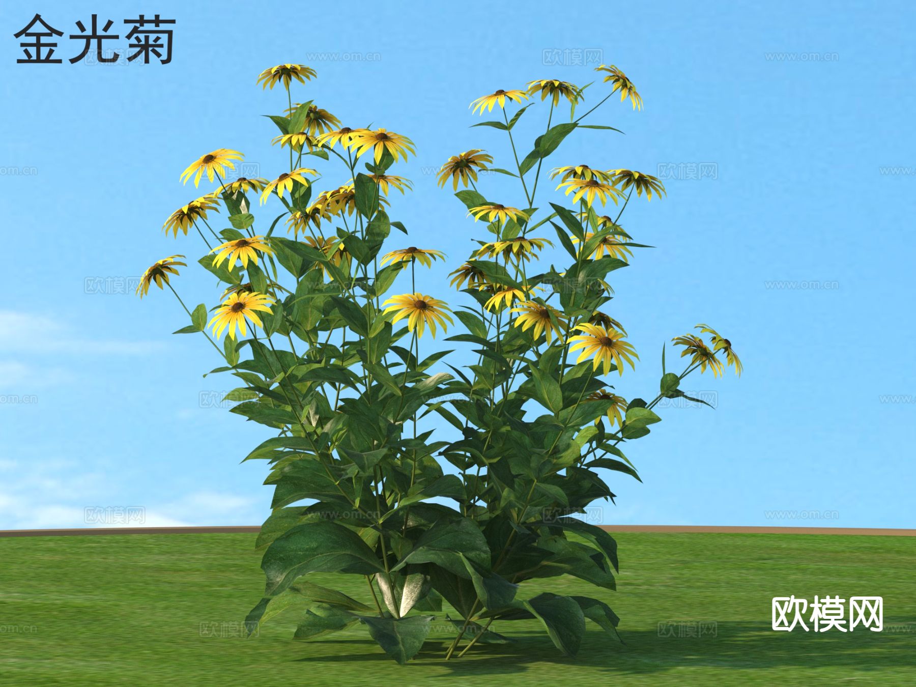 金光菊 花草灌木 植物3d模型