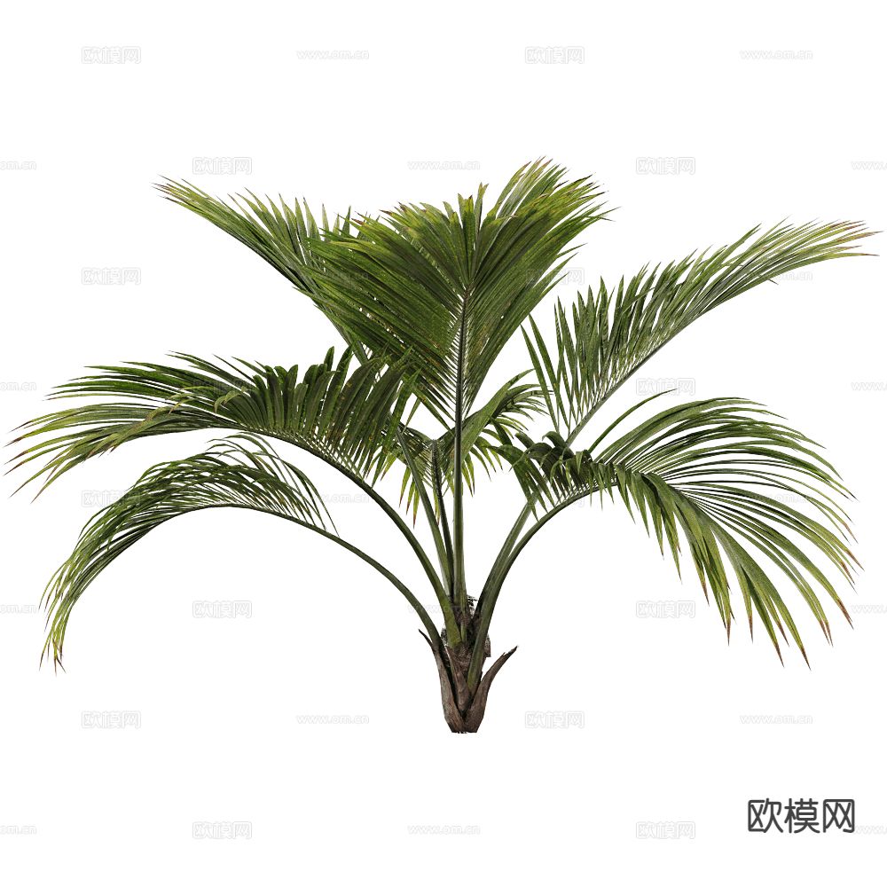 现代灌木 植物 盆栽3d模型