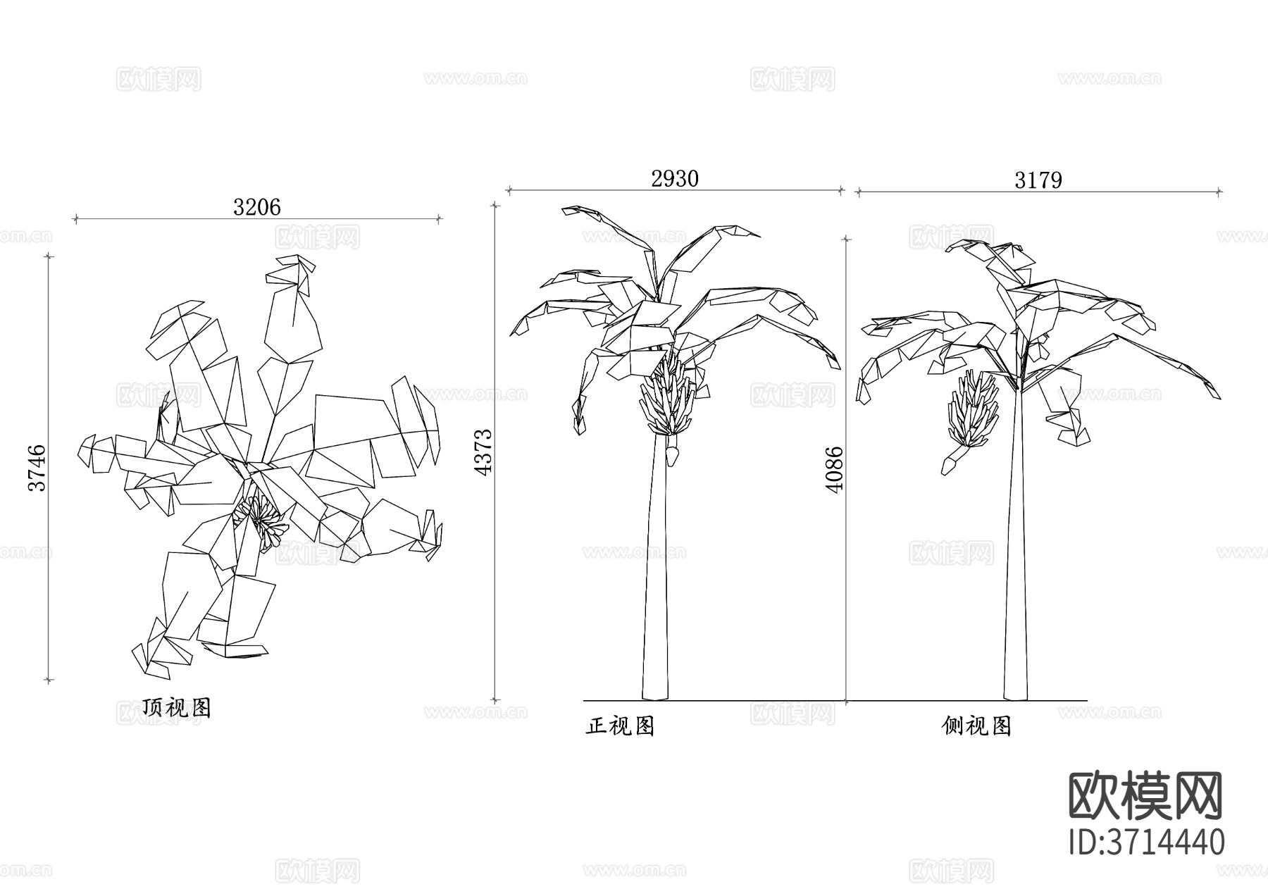香蕉树三视图