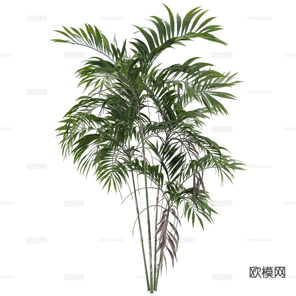 现代树 景观树 灌木 植物3d模型