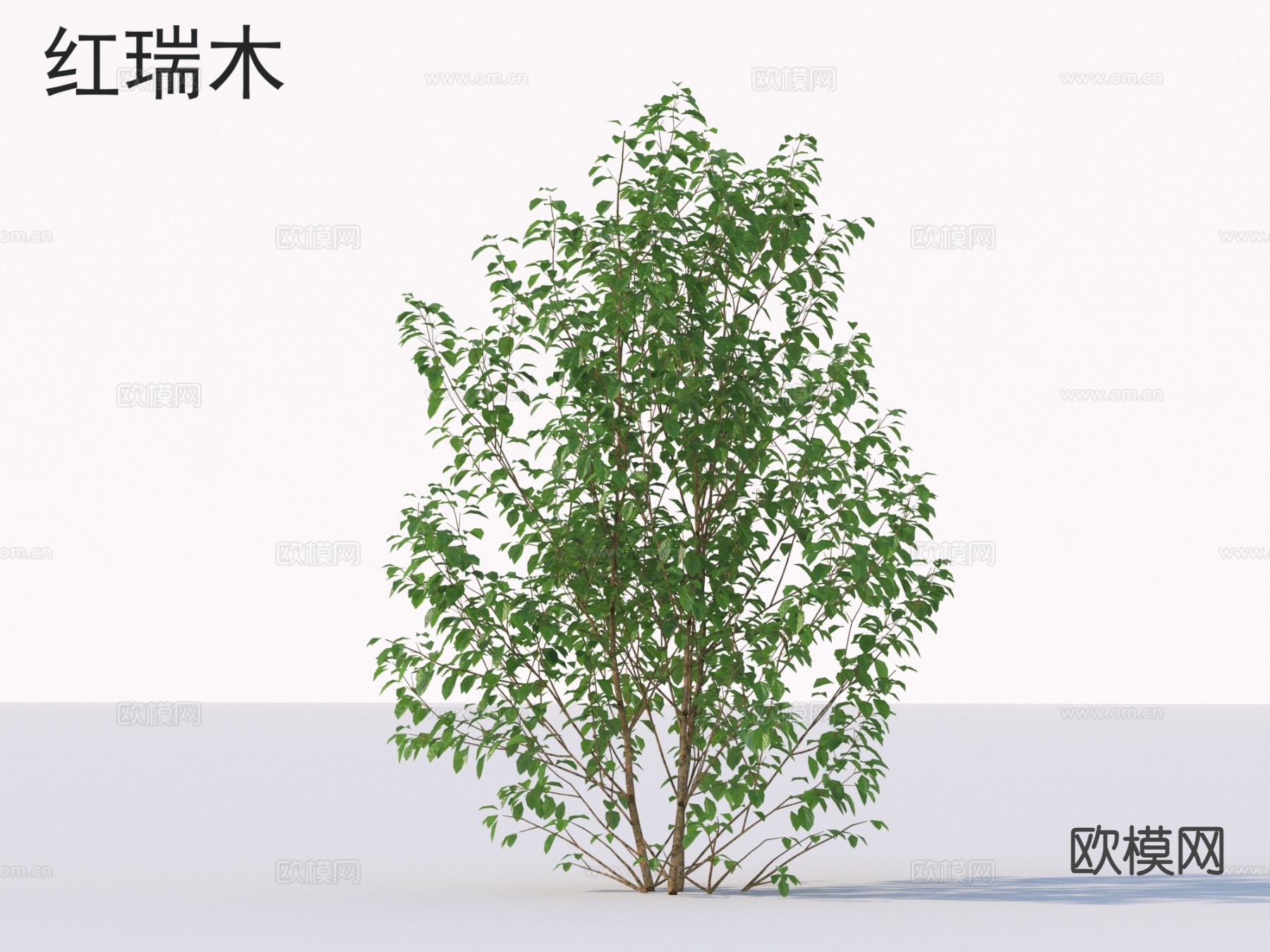 红瑞木 花草灌木 植物类3d模型