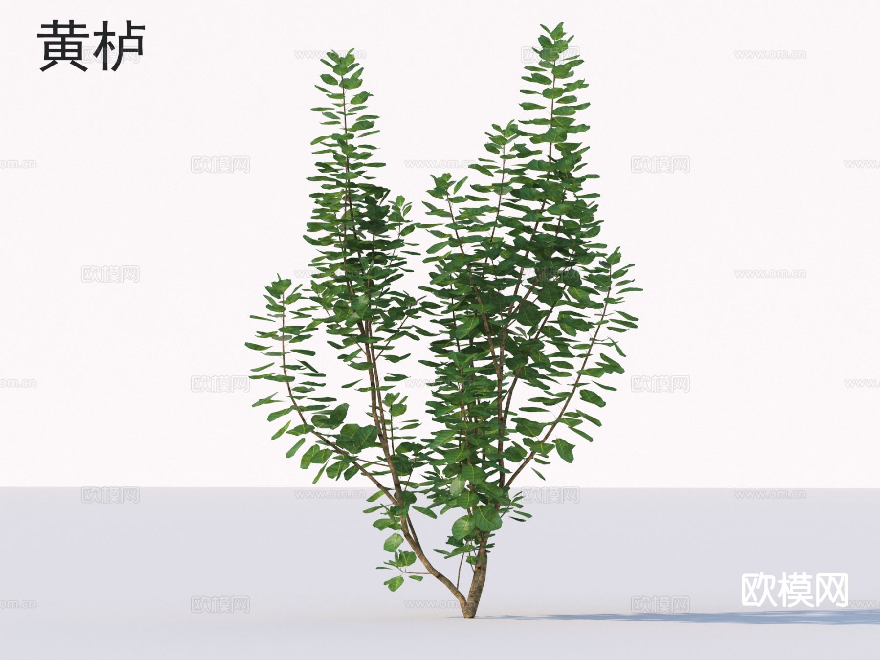 黄栌 花草灌木 植物类3d模型