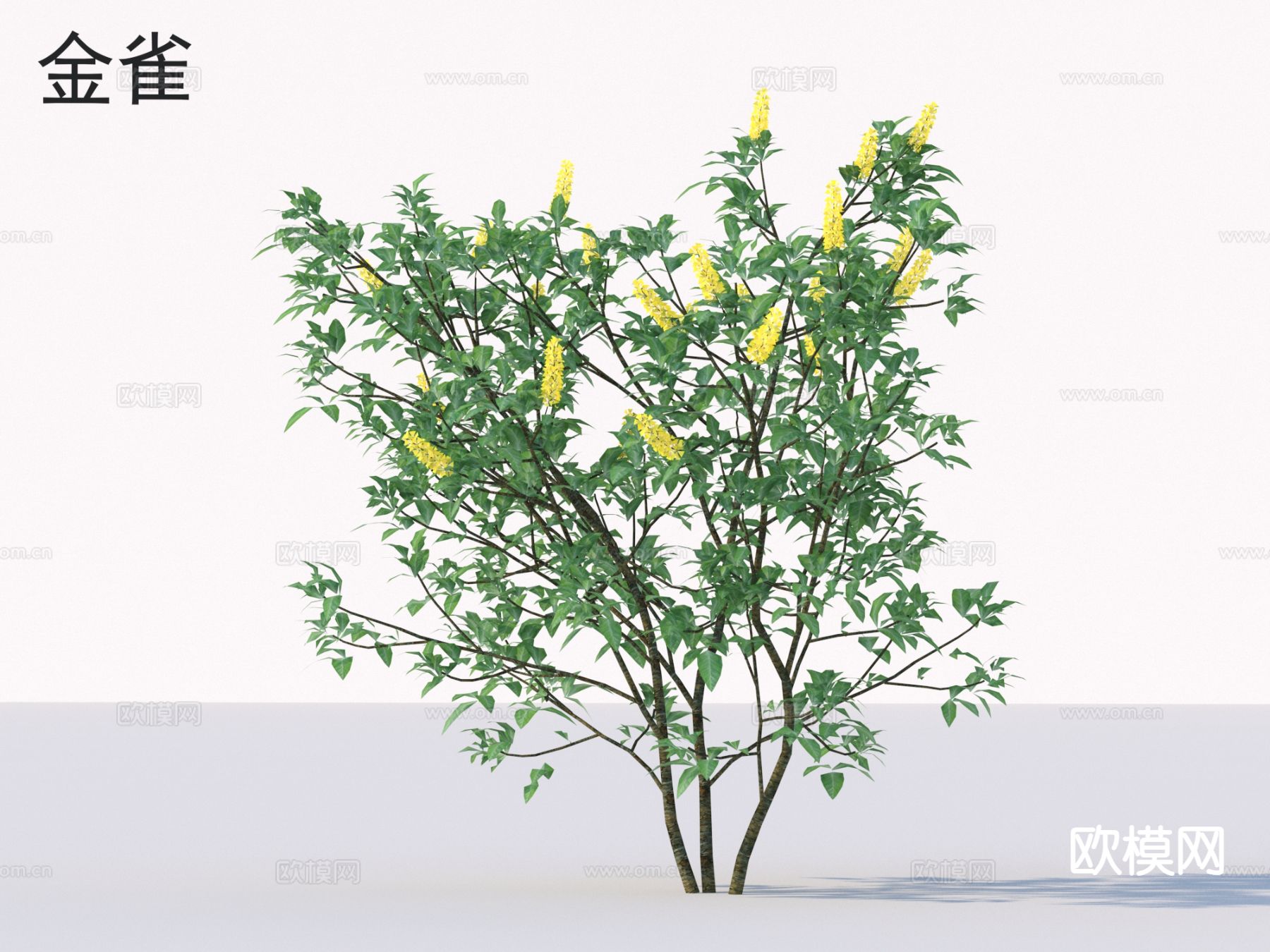 金雀 花草灌木 植物类3d模型