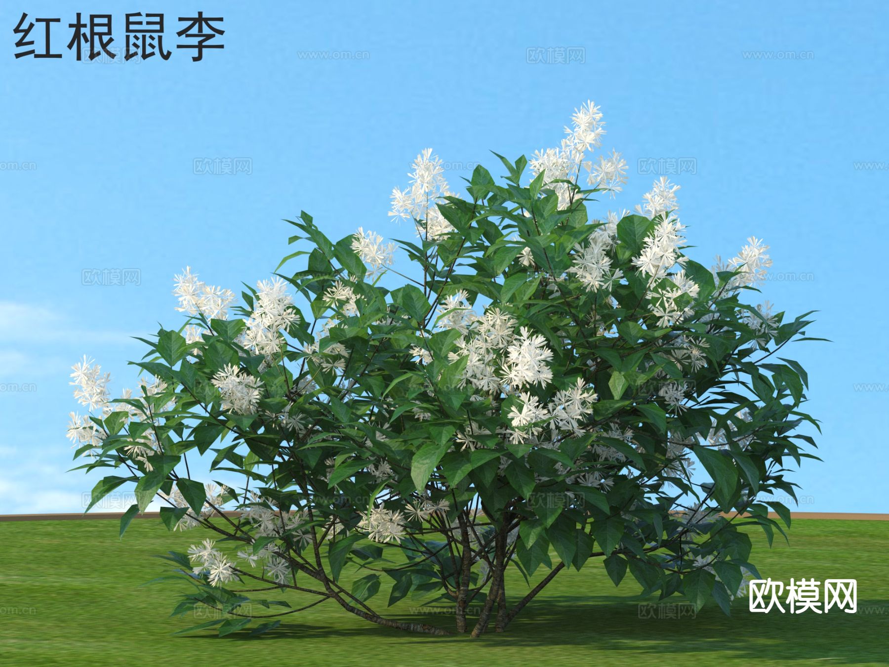 红根鼠李 花草灌木 植物类3d模型