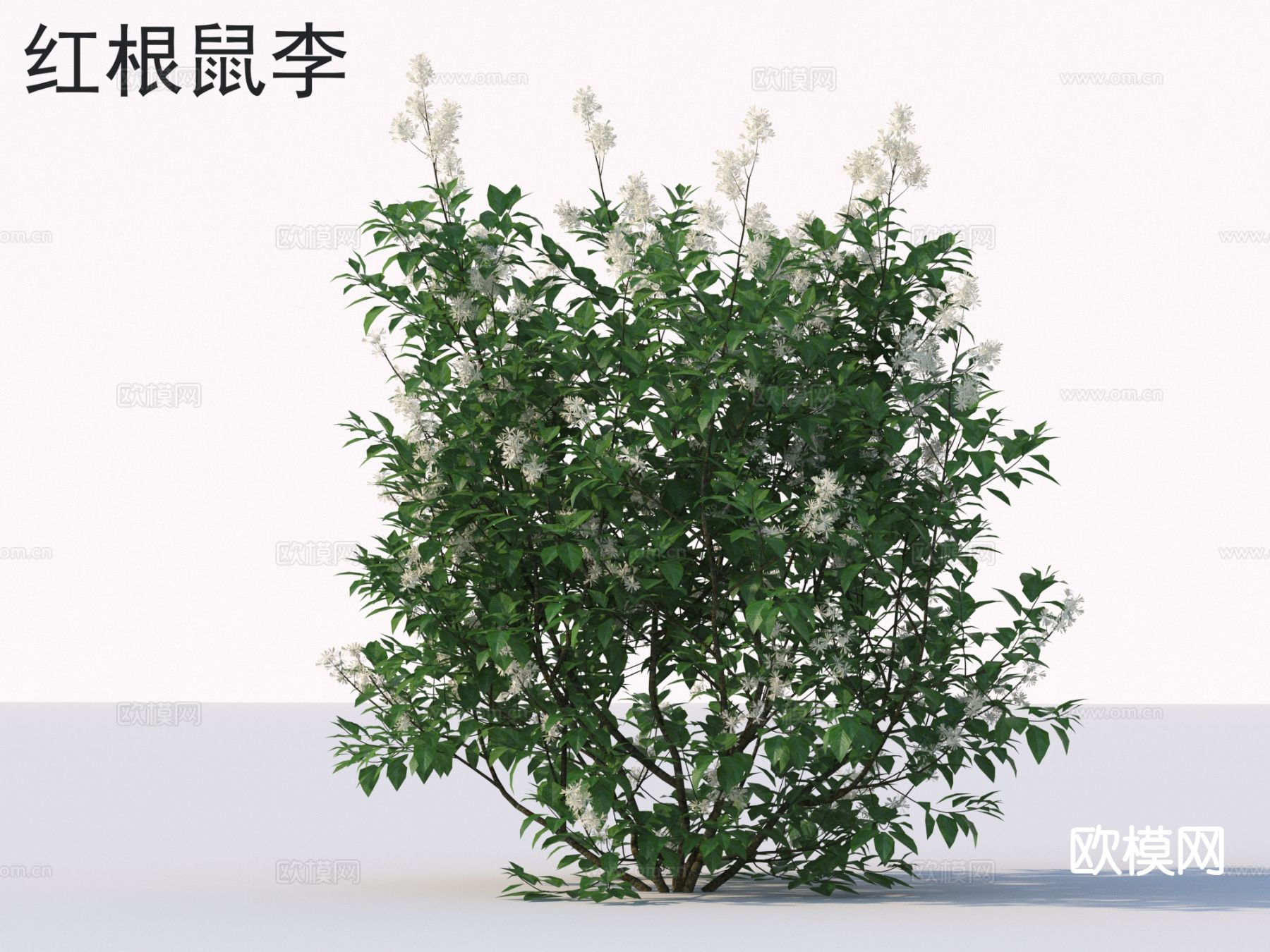 红根鼠李 花草灌木 植物类3d模型