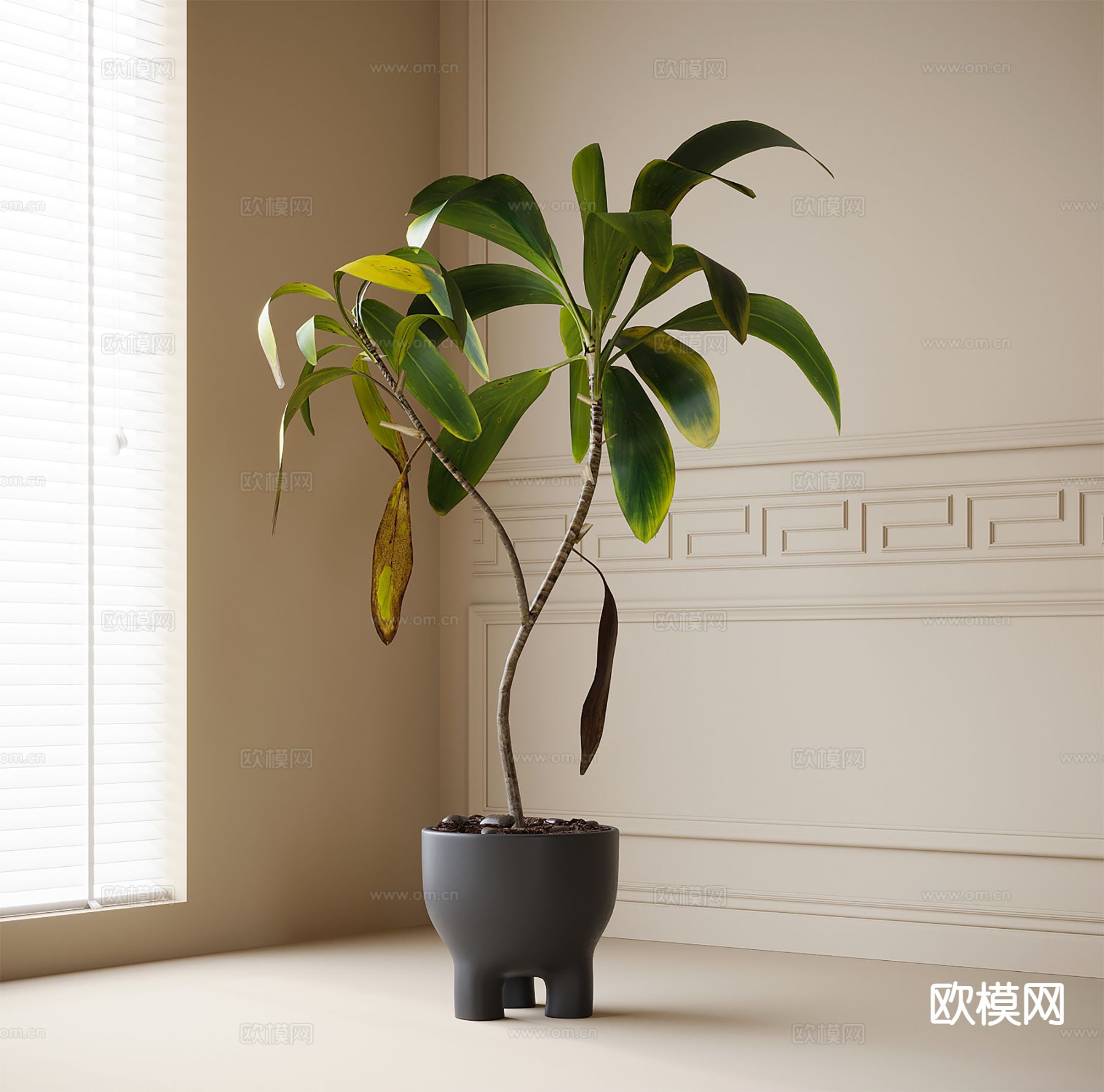 植物盆栽 绿植3d模型