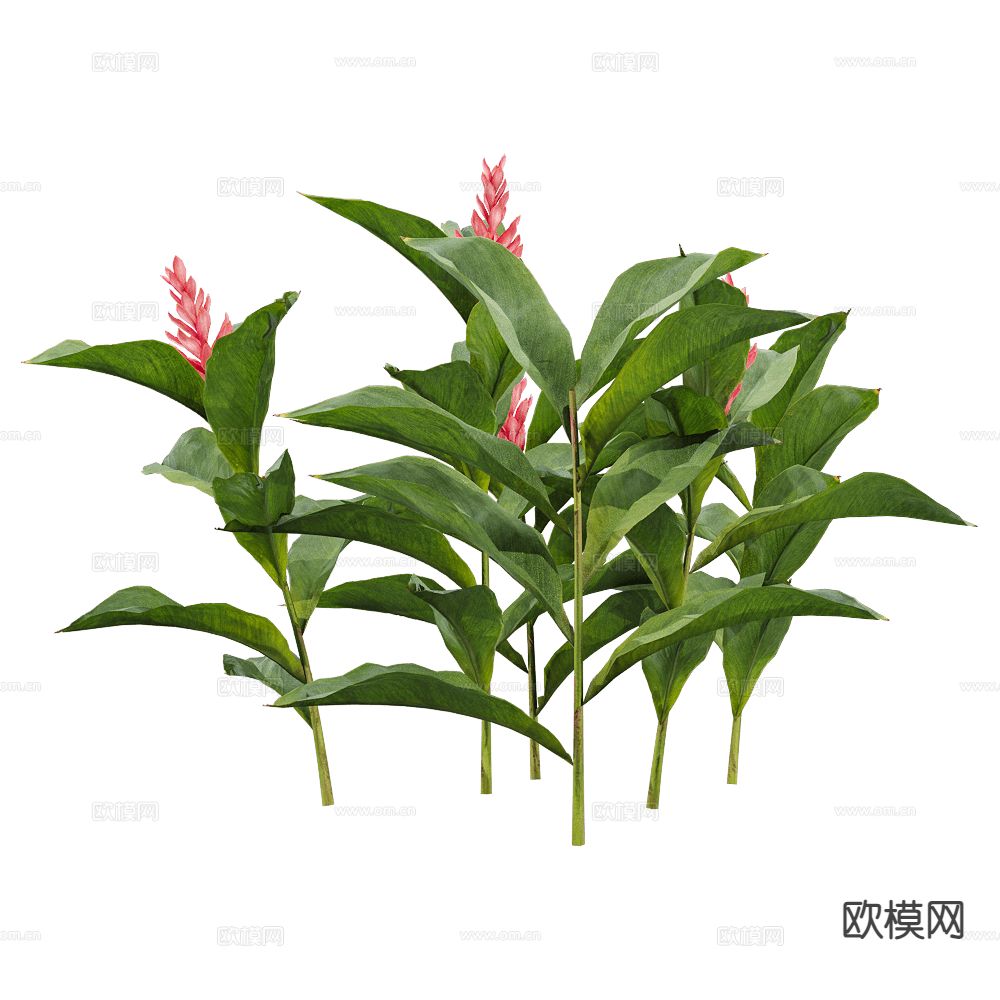 现代灌木植物 花草3d模型