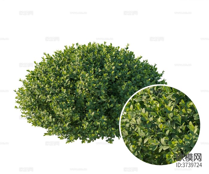 灌木材質(zhì)下載