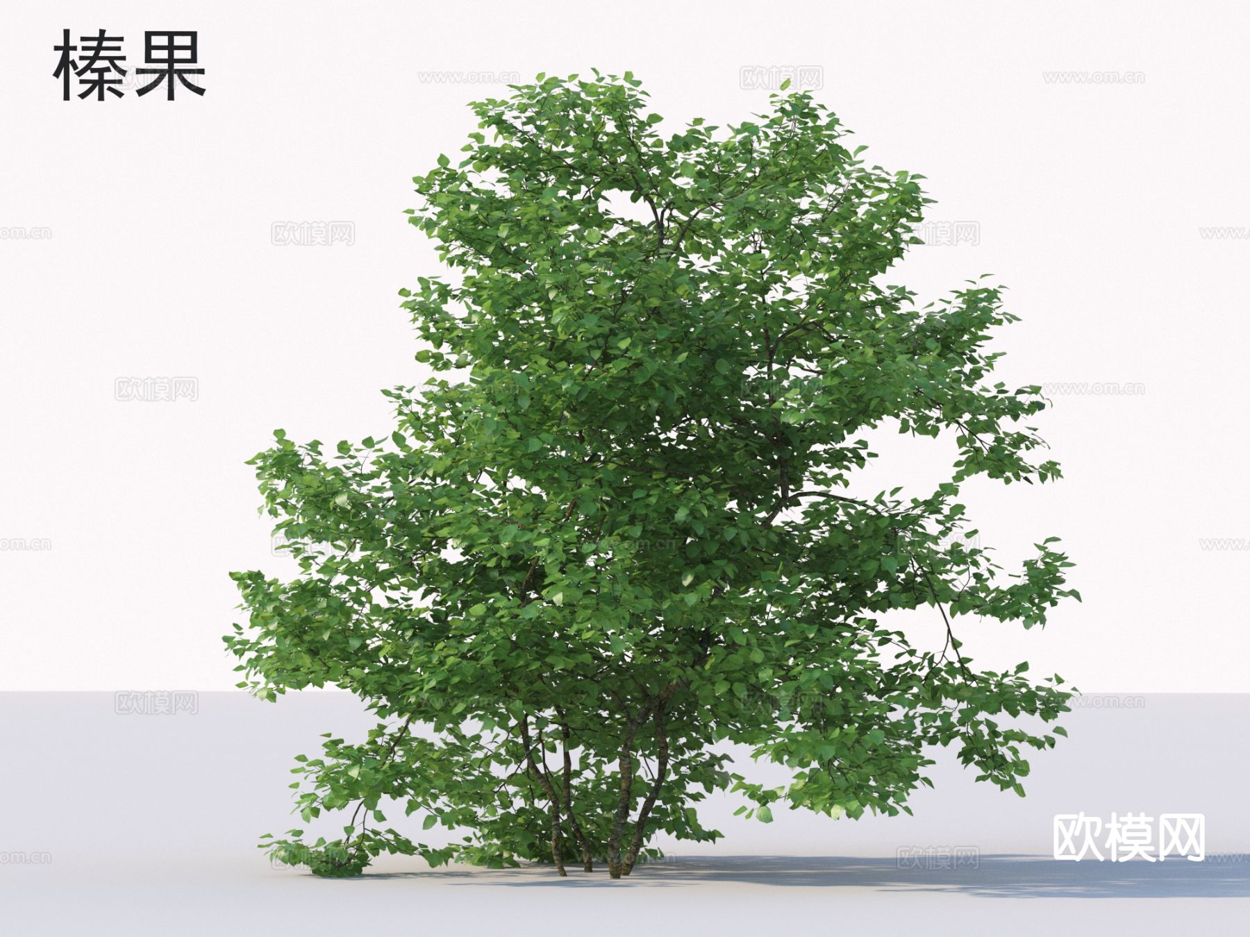 榛果 花草灌木 植物类3d模型