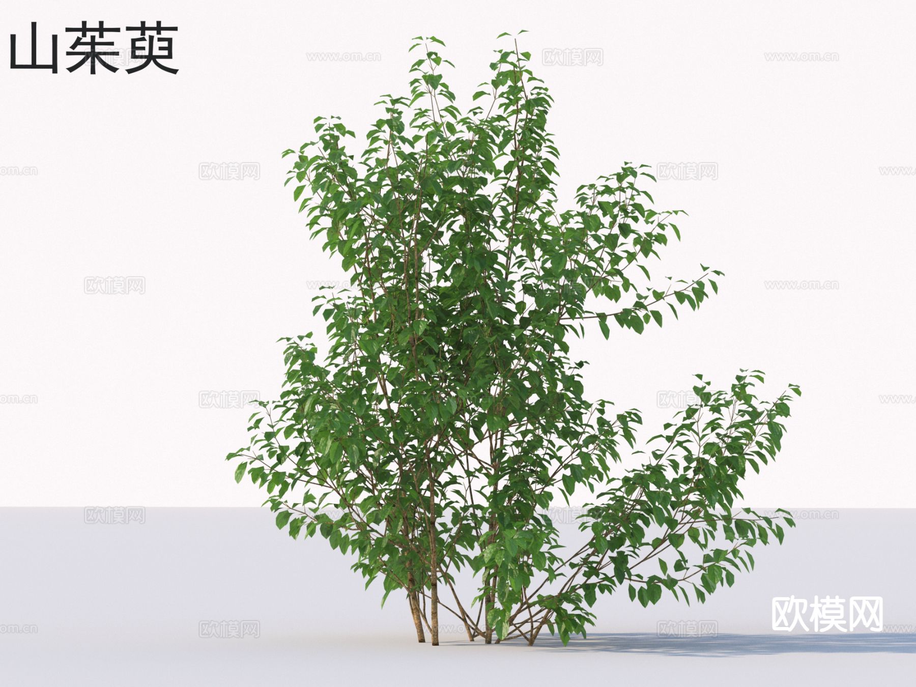 山茱萸 花草灌木3d模型